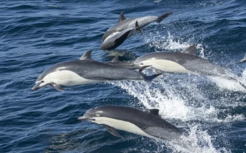 Foto Paseo en barco para ver Delfines 